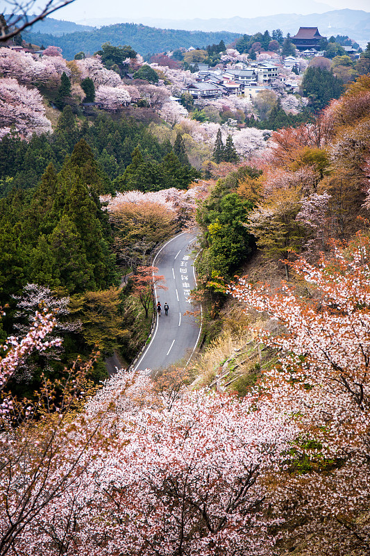 日本奈良吉野山秋樱与路