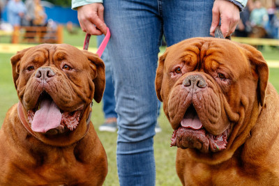 还有对狗的爱。品种。Dogue de波尔多