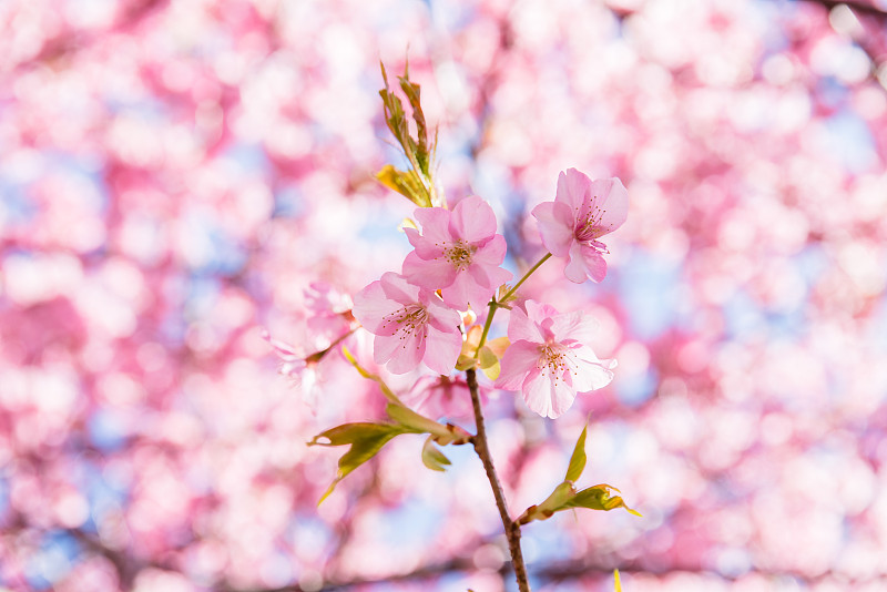 日本早春花，川崎樱