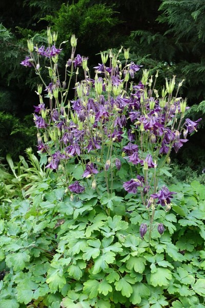 五月有很多紫色的Aquilegia vulgaris花
