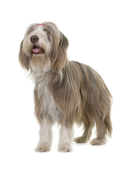 女性古代长须牧羊犬