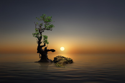孤独的树在夕阳下