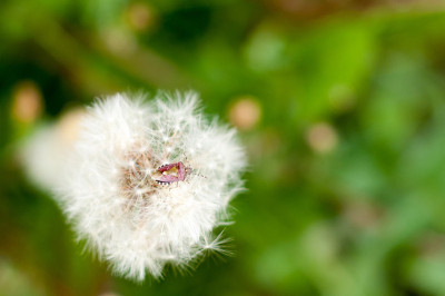 蒲公英上的甲虫