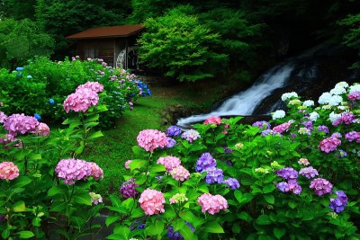 绣球花和水磨