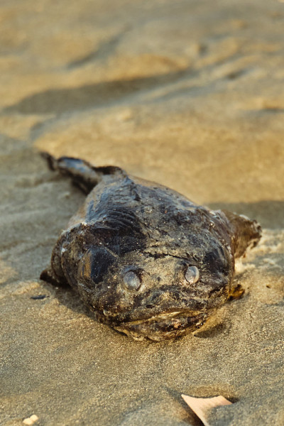 搁浅在海滩上