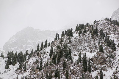有树的雪山