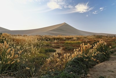 该地区挤满了蒲苇草。新月湖-敦煌-甘肃-中国- 0684