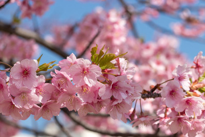 日本东京江户川市，老中川河平井的川崎樱花