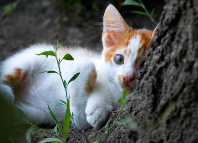 草丛里的小猫。