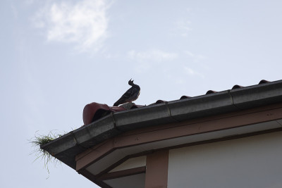 pegeon咕咕叫