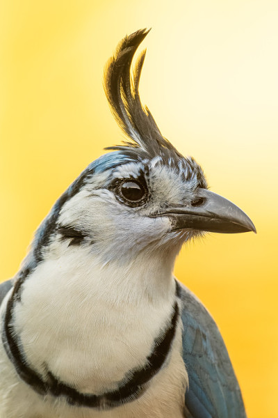 White-throated喜鹊杰