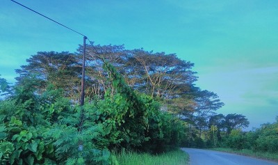 全景