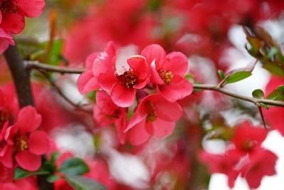红色的花的背景。背景由红色的花朵创建