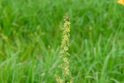 大江沼泽的高山植物(学名:Veratrum maackii变种longibracteatum)