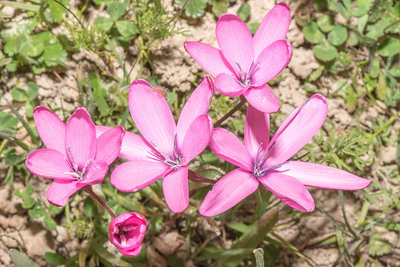 粉红色晚花