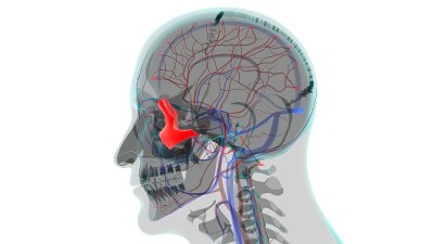 人类骨骼颅骨颧骨解剖学的医学概念
