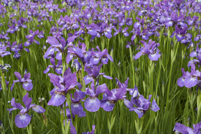 紫花鸢尾