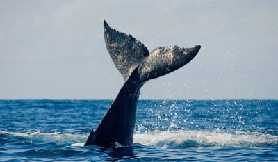 The tail of the humpback whale.