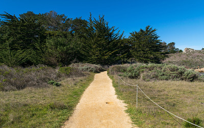 Point Lobos州自然保护区，大苏尔，卡梅尔高地，蒙特利县，美国加州