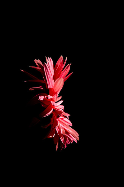 粉红色的花2