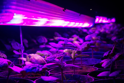 辣椒幼苗在紫外线灯下过夜