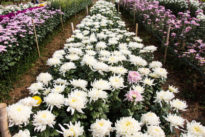 白色的菊花