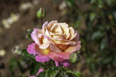 芝加哥和平玫瑰花在田野里。