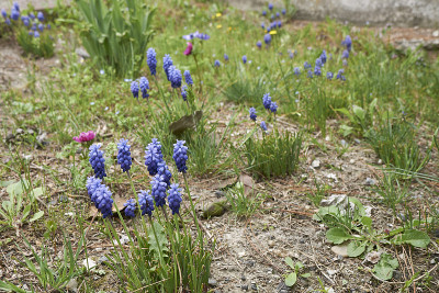 Muscari neglectum