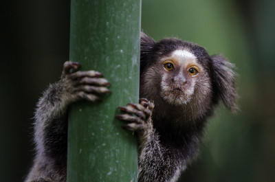 Sagui
