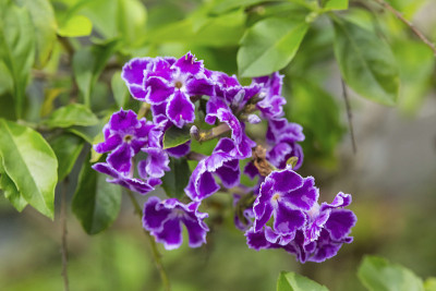 金色的花露