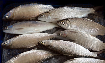 Fishmarket在台湾