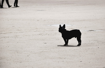 小牛头犬