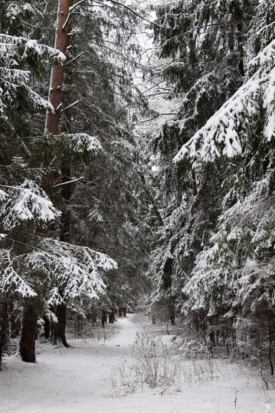 大雪后的松林。莫斯科地区。俄罗斯。