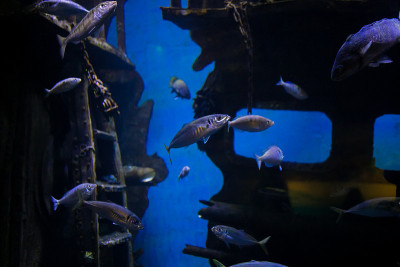 在水族馆珊瑚礁上的热带鱼的照片