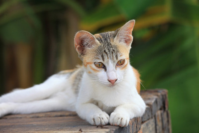 猫