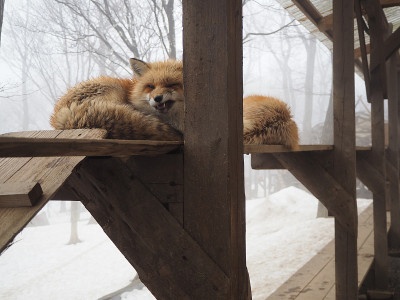 毛茸茸的狐狸，狐狸和雪诺