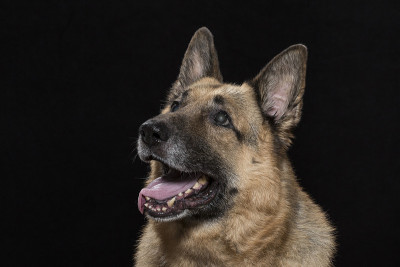 德国牧羊犬的肖像