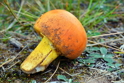amanita caesarea