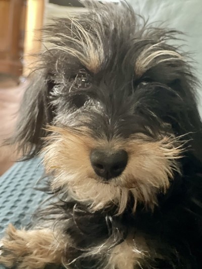 卡宁臣腊肠幼犬，鬃毛，黑色和棕褐色