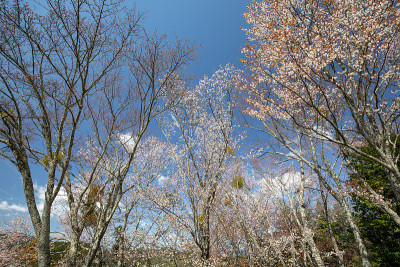 吉野山的樱花