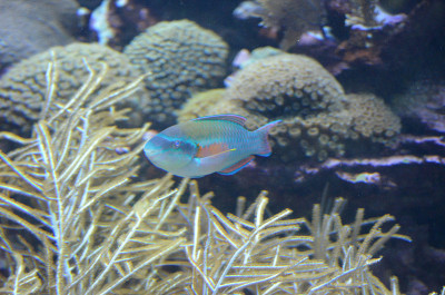 鹦鹉鱼在水下游泳