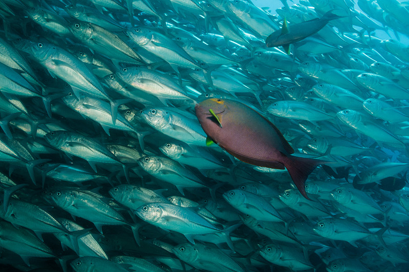 大眼鱼学校(Caranx sexfasciatus)