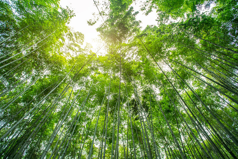 高清晰度竹林绿竹