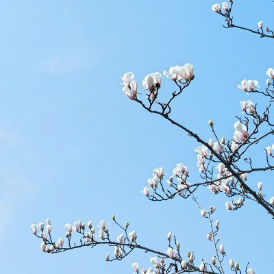 玉兰花