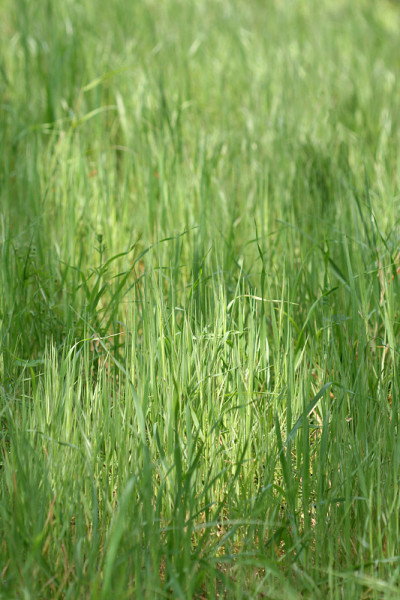 野草背景