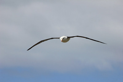 飞行的黑眉信天翁，黑鳍海雀，福克兰群岛