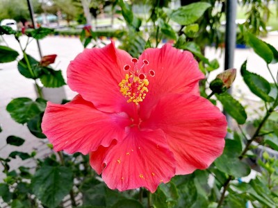 红色的芙蓉花