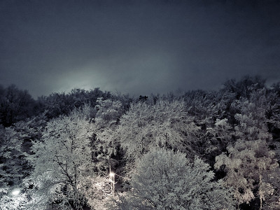 树顶有雪