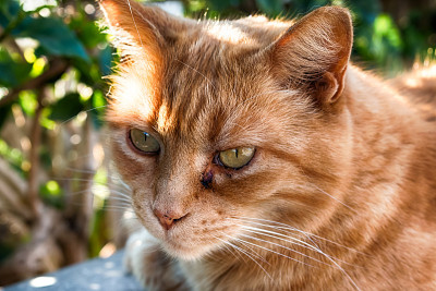 街猫