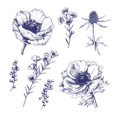 Set of hand drawn vector anemones.